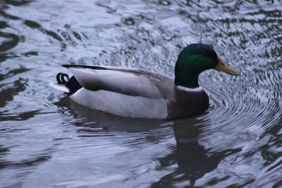 Canard colvert