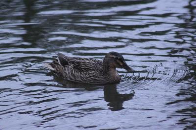 Canard colvert