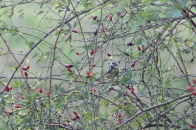 Mésange bleue