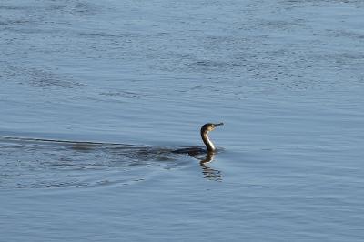 Grand Cormoran