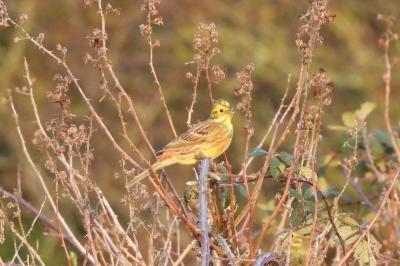 Bruant jaune