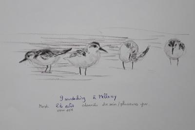 Bécasseau sanderling