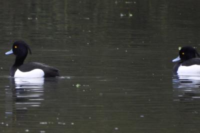 Fuligule morillon