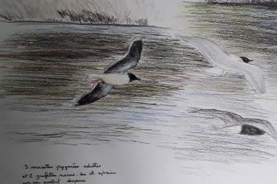 Mouette pygmée