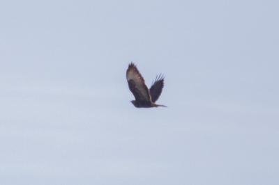 Buse variable