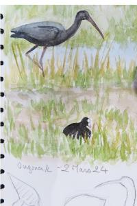 Ibis falcinelle