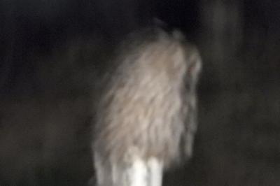 Hibou moyen-duc