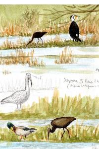 Ibis falcinelle