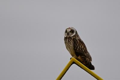 Hibou des marais