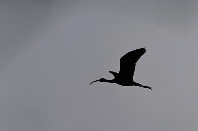 Ibis falcinelle