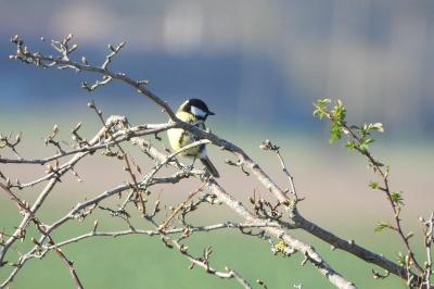 Mésange charbonnière