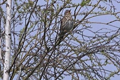 Turdus philomelos