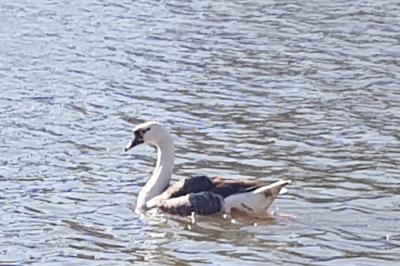 Cygne tuberculé
