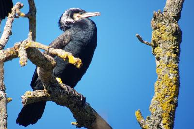 Grand Cormoran