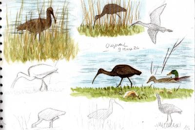 Ibis falcinelle