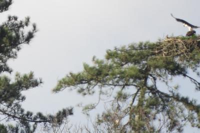 Balbuzard pêcheur