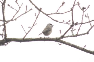 Mésange nonnette