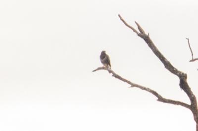 Buse variable