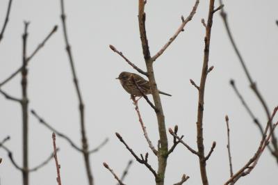 Pipit farlouse