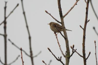 Pipit farlouse