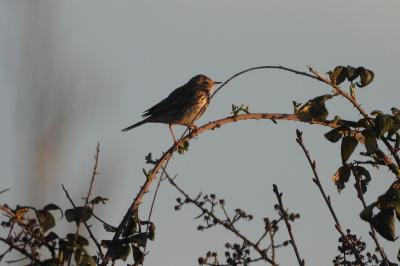 Pipit farlouse