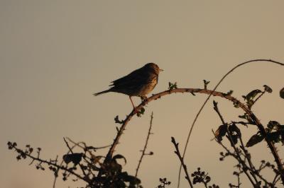 Pipit farlouse