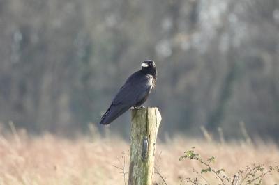 Corneille noire