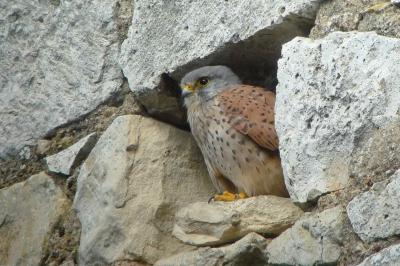 Faucon crécerelle