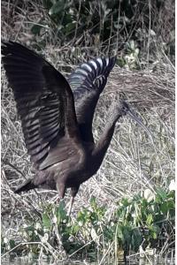 Ibis falcinelle