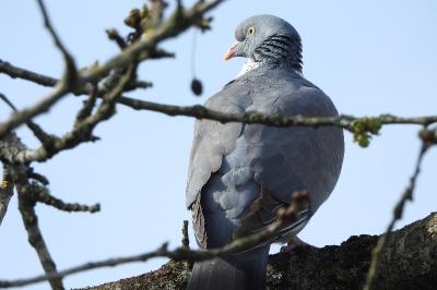 Columba palumbus