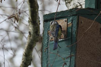 Mésange bleue