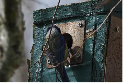Mésange bleue