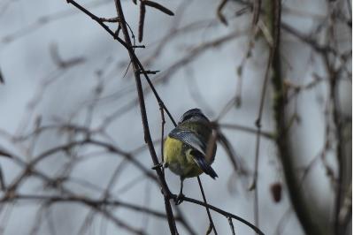 Mésange bleue