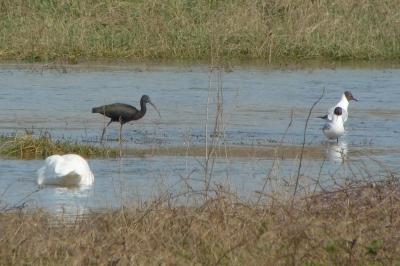 Ibis falcinelle