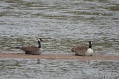 Branta canadensis