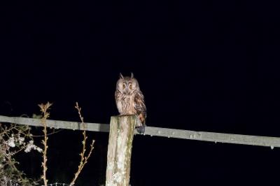 Hibou moyen-duc