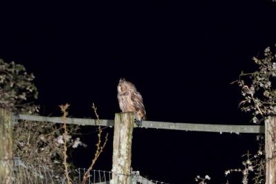 Hibou moyen-duc