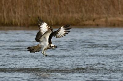 Balbuzard pêcheur