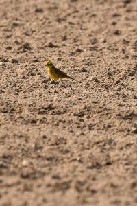 Bruant jaune