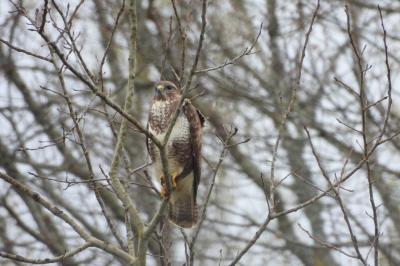 Buse variable