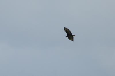 Buse variable