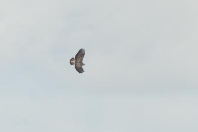 Buse variable
