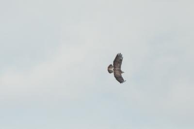 Buse variable