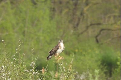 Buse variable