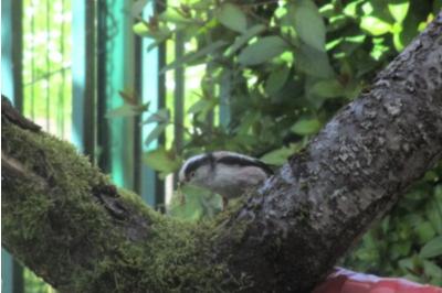 Aegithalos caudatus