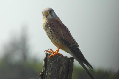 Faucon crécerelle