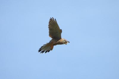 Falco tinnunculus