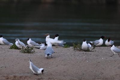Mouette mélanocéphale