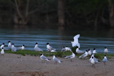 Mouette mélanocéphale