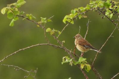Linotte mélodieuse